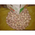 In Great Demand Jinxiang Normal White Garlic